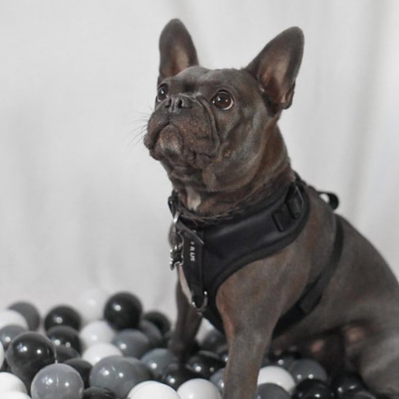 PETsRUS Premium No Pull Dog Harness 2 Leash Clips Ivory Charc Leather - Picture 5 of 12